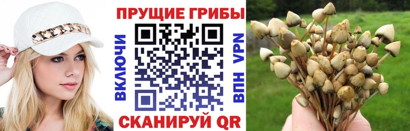 Галлюциногенные грибы Psilocybe  блэк спрут онион  Пугачёв 